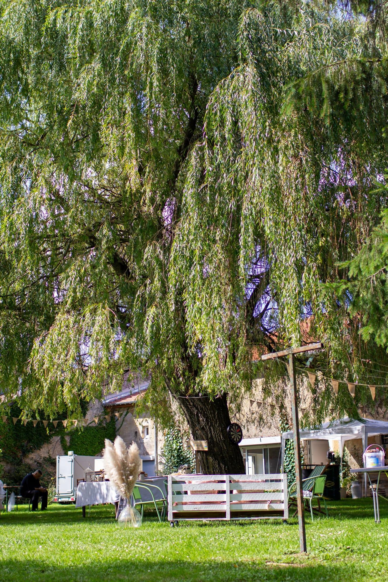 Saule majestueux au coeur du domaine de réception